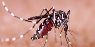 El dengue