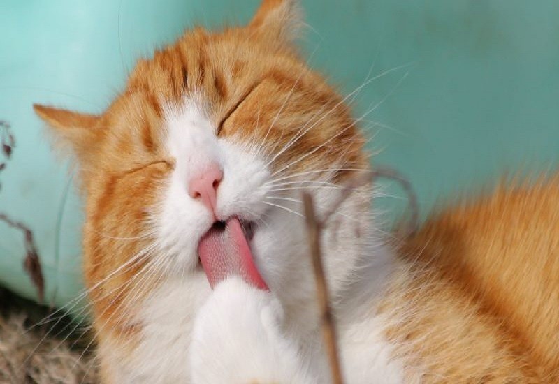 gato Un gato es clonado