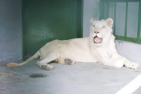 Tres leones blancos