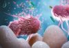 La microbiota