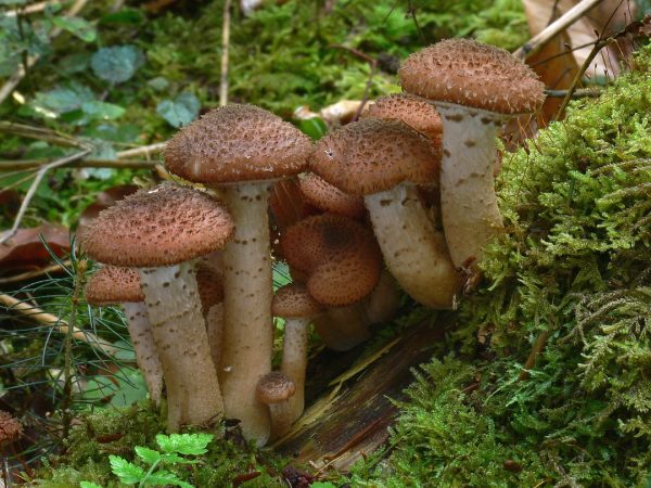 Armillaria ostoyae-organismo vivo más grande del mundo-carrusel de curiosidades- Armando José Sequera