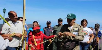 Palmeros de Chacao cumplen 4 años como Patrimonio Cultural Unesco