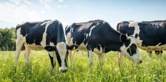 Científicos estudian el pelo de vaca para desarrollar baterías de litio-azufre