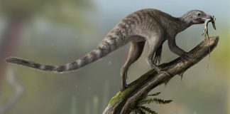 Nueva especie de pterosaurio