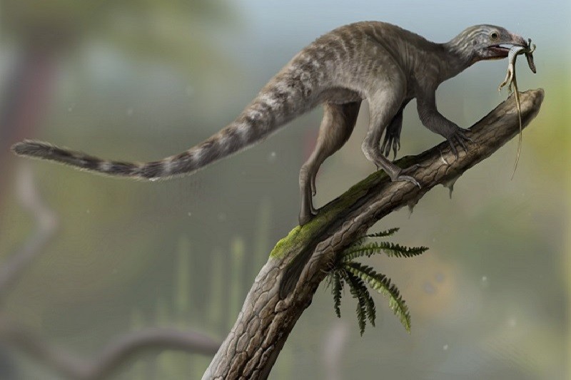 animel Nueva especie de pterosaurio