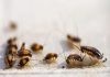 Ahuyentar a los insectos