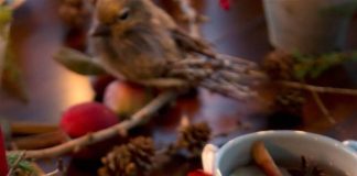 infusión