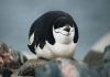 Conozca el pingüino que sobrevive con microsueños de cuatro segundos El Pingüino