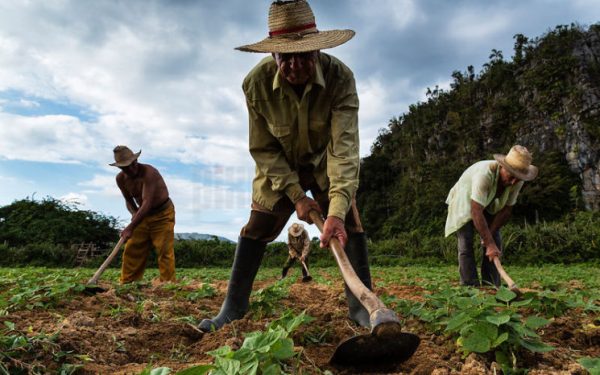 Campesinos Venezolanos