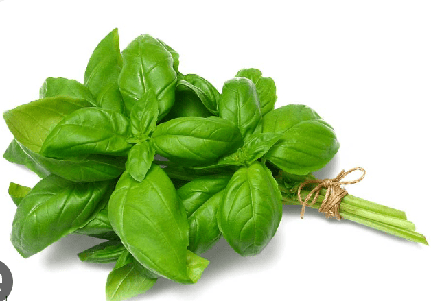 1705580225934 la albahaca