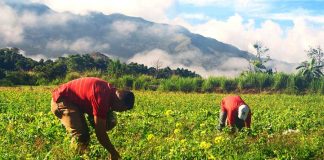 Gran Misión AgroVenezuela