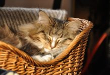 Dormir con el gato