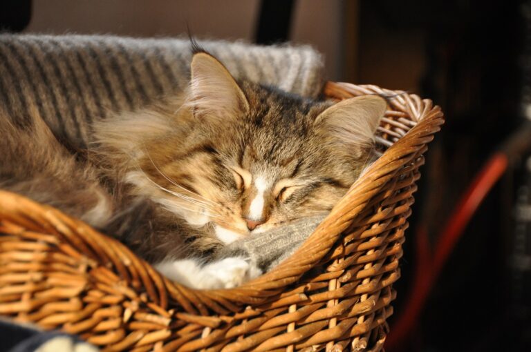 schlafende Katze in Körbchen Dormir con el gato