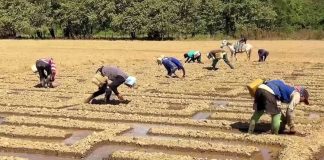 estado Guárico productor de cebollas