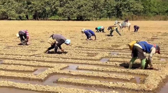 estado Guárico productor de cebollas
