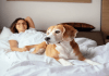 El dormir con mascotas