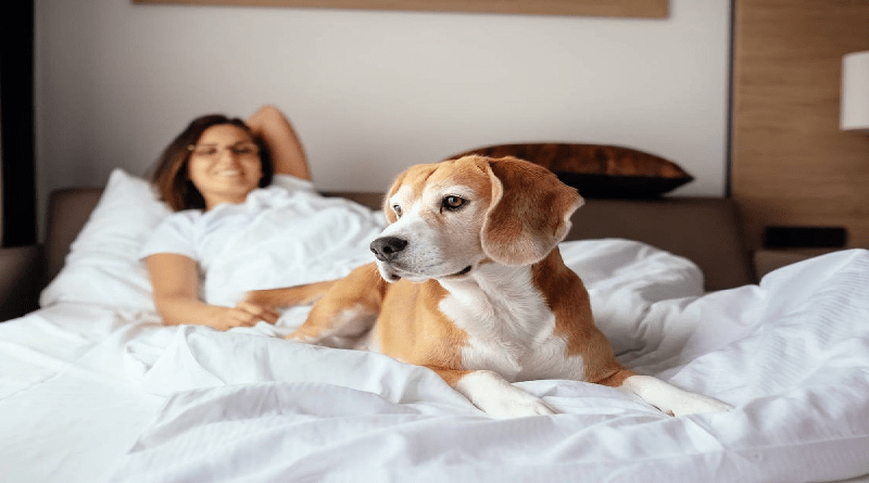 MASCO El dormir con mascotas