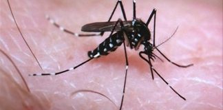 El zika