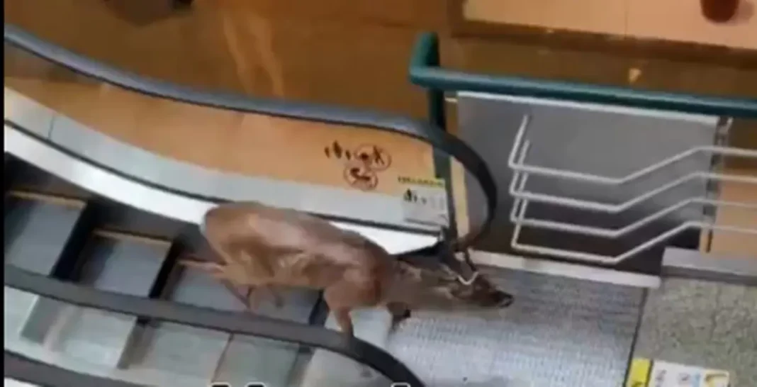 Venado
