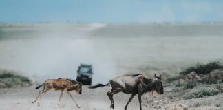 Animales