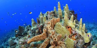 Los arrecifes de coral