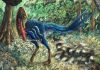 Un monstruoso pollo que vivió antes del impacto del meteorito Chicxulub es descubierto Dinosaurio