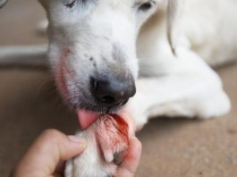 La osteomielitis es una enfermedad inflamatoria del hueso La osteomielitis