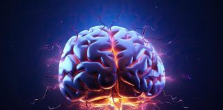 El cerebro