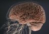 El cerebro, órgano que se puede definir como complejo Veinte datos del cerebro