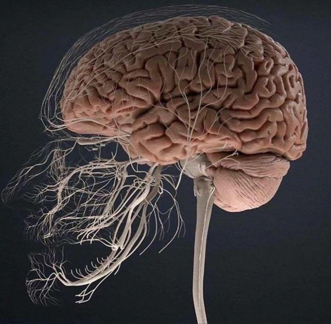 cerebro Veinte datos del cerebro