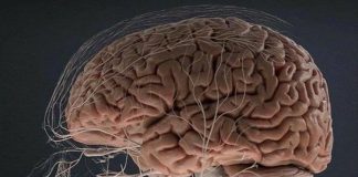 El cerebro, órgano que se puede definir como complejo Veinte datos del cerebro