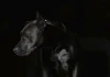 La gestión de la agresividad en perros con diversas actividades la agresividad en los perros