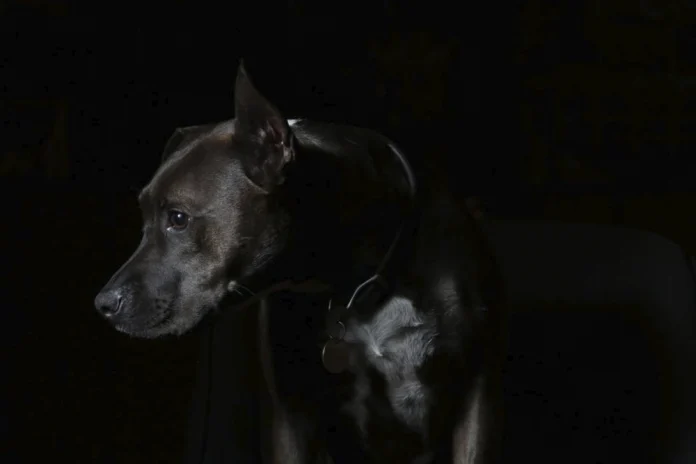la agresividad en los perros