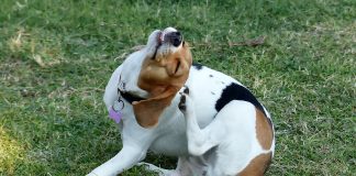 Las alergias en las mascotas