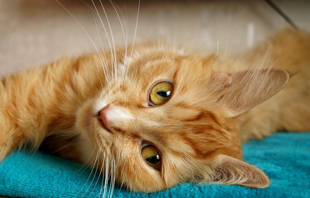 no se debe cortar los bigotes al gato
