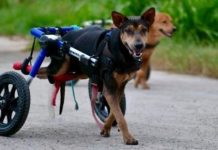 Los perros con discapacidad motriz