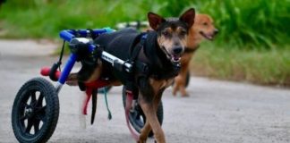 Los perros con discapacidad motriz