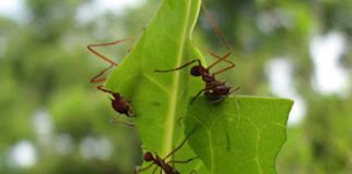 Consejos para evitar el ataque de bachacos en tus plantas Los bachacos
