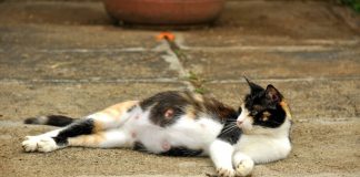 el parto de una gata