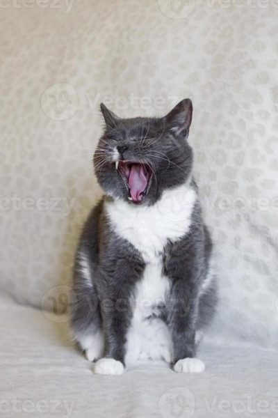 adorable-chubby-white-blue-cat-with-open-mouth-sleepy-cat-is-yawning-bostezo-gato bostezando