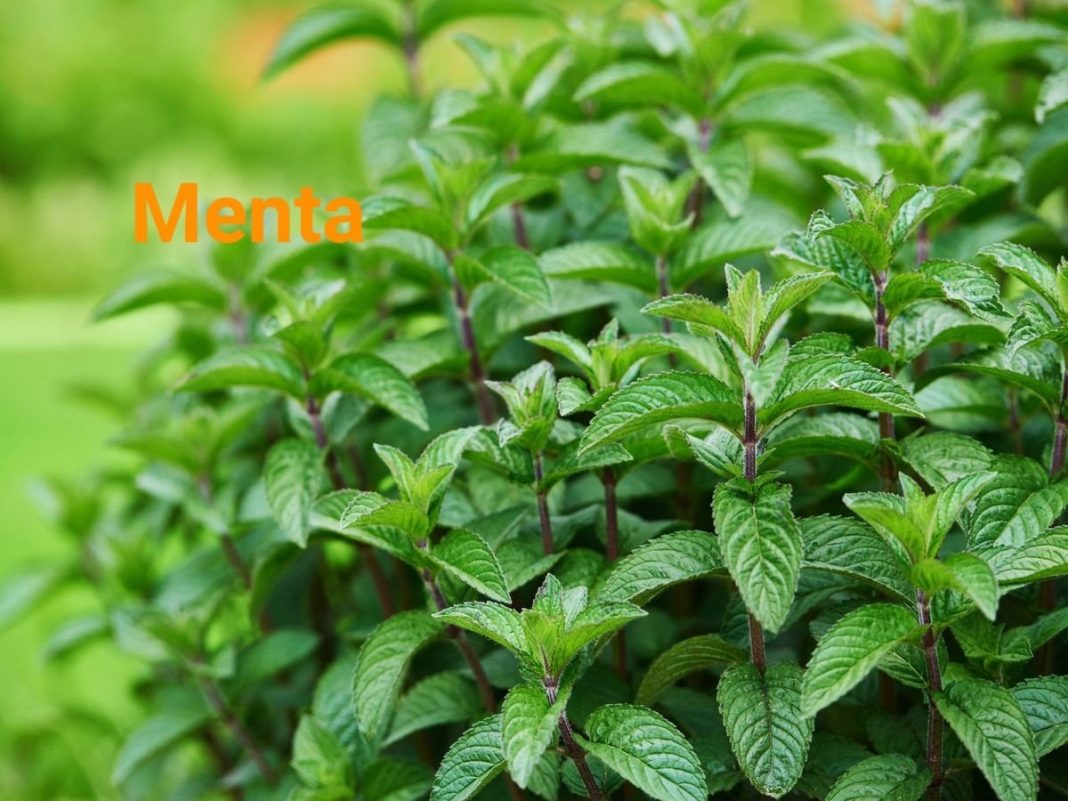 albahaca beneficios de las plantas medicinales