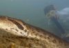 La serpiente más grande del mundo