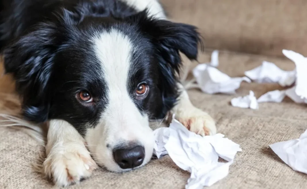 La ansiedad en los perros