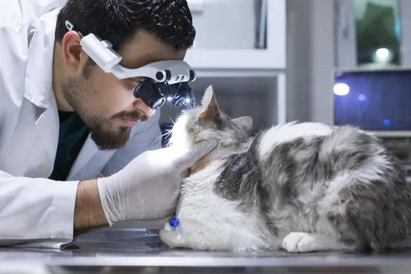 diagnostico_de_uveitis_en_gatos_622_5_600 La Uveítis