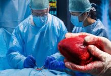 Día Mundial del Trasplante de Órganos