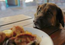 Modales al perro
