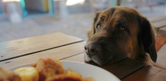 Modales al perro
