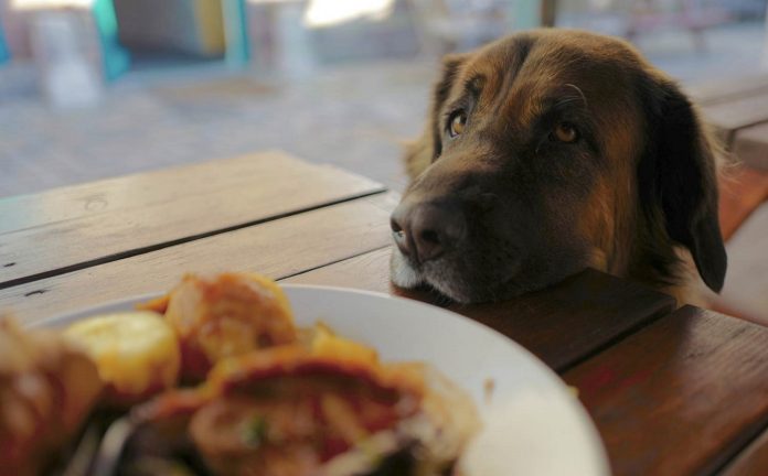 educacion-evita-que-tu-perro-exija-comida-en-la-mesa Modales al perro