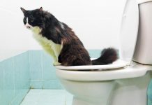 Si un gato quiere ir al baño