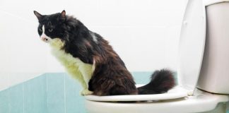Si un gato quiere ir al baño